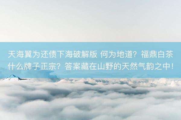 天海翼为还债下海破解版 何为地道？福鼎白茶什么牌子正宗？答案藏在山野的天然气韵之中！